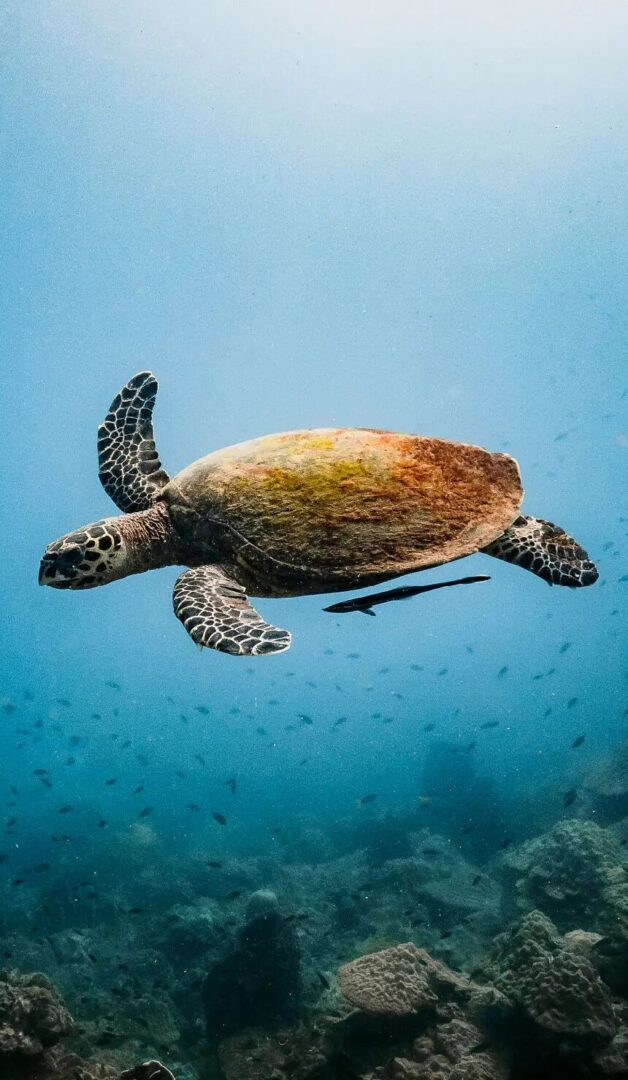 Turtle